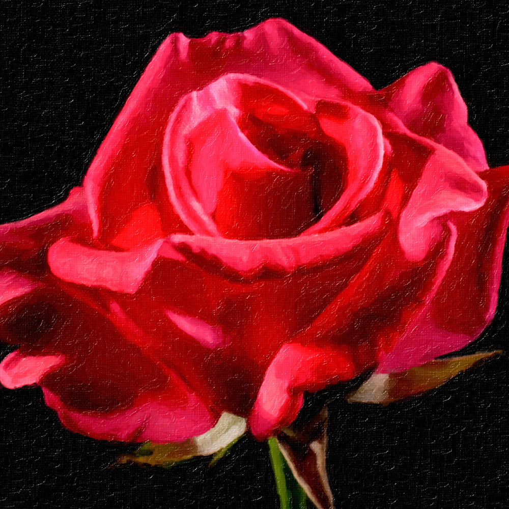 Red rose