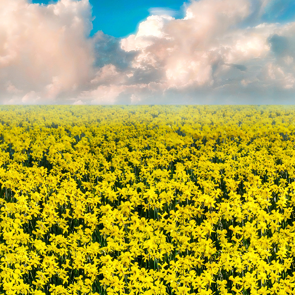 Daffodil field projection for on stage theatrical shows of Big Fish