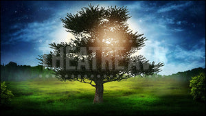 Enchanted Oak, an Into the Woods projection backdrop by Theatre Avenue.