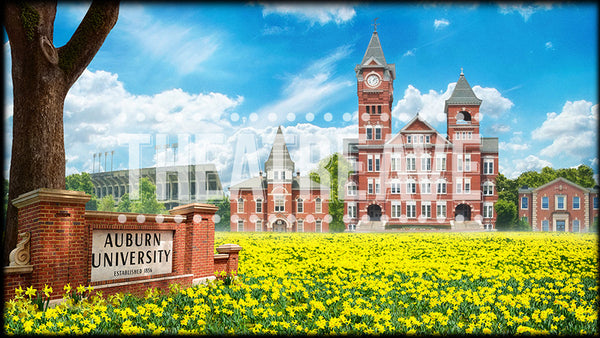 College Daffodils Projection (Animated)